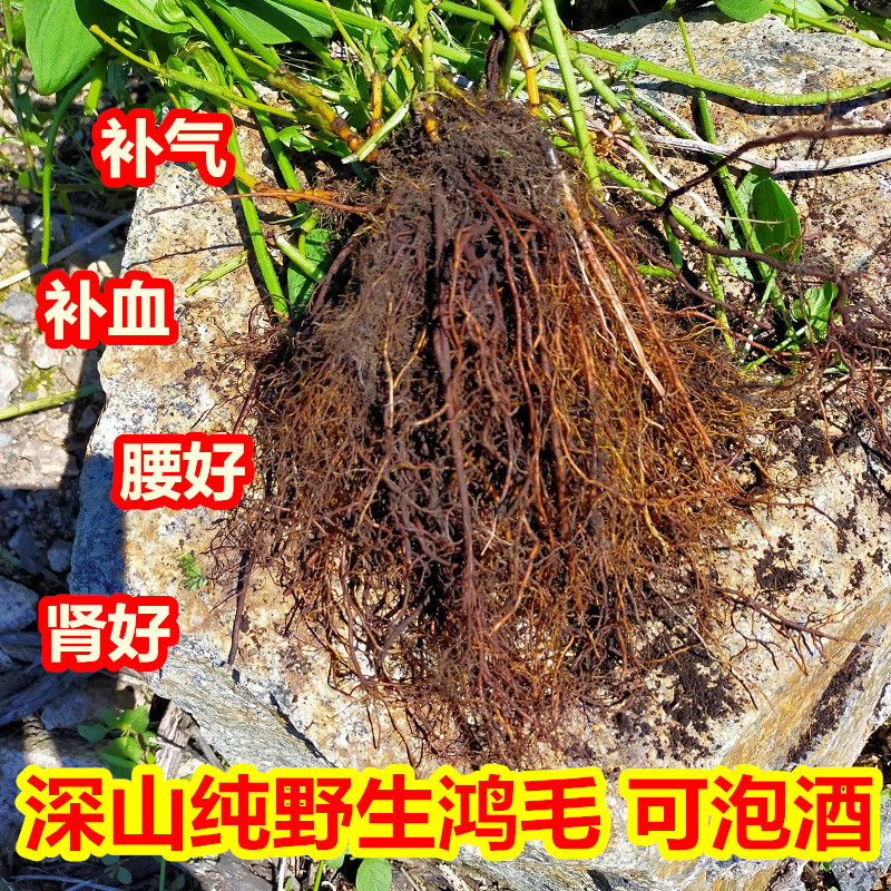 原始森林纯野生红毛中药材红茅野生鸿毛新鲜晒干养生保健泡酒料