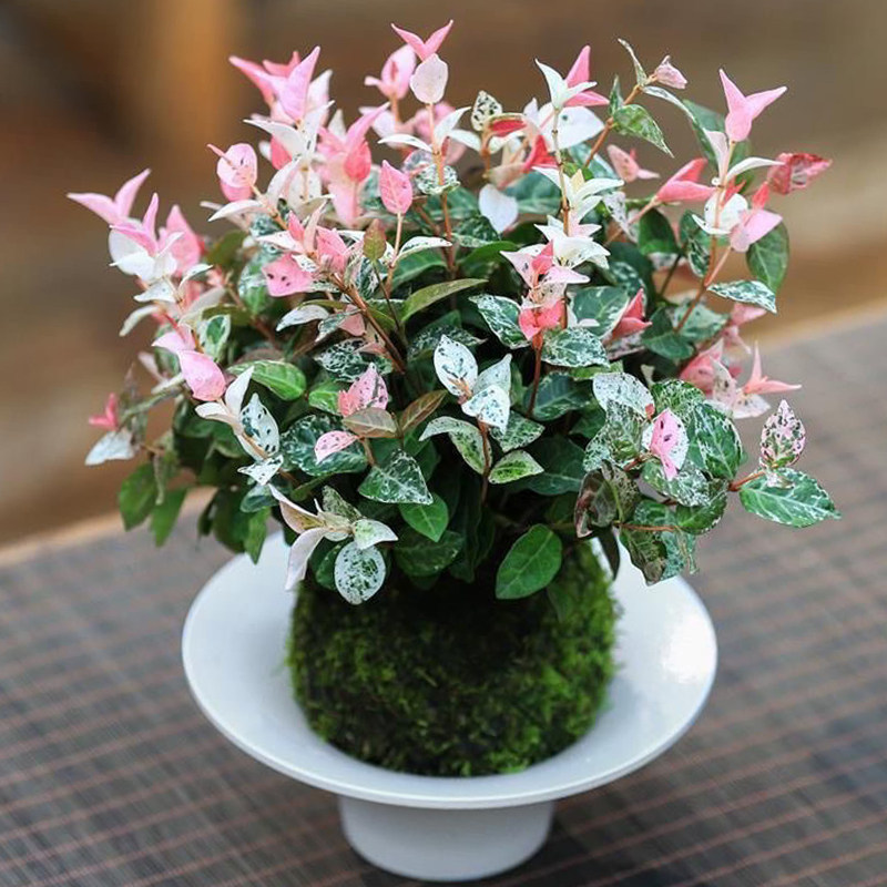 花叶络石水培植物苔藓球茶室办公室桌面盆栽绿植彩色花卉爬藤吊兰 - 实物图