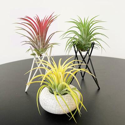 无土植物凤梨懒人植物支架组合