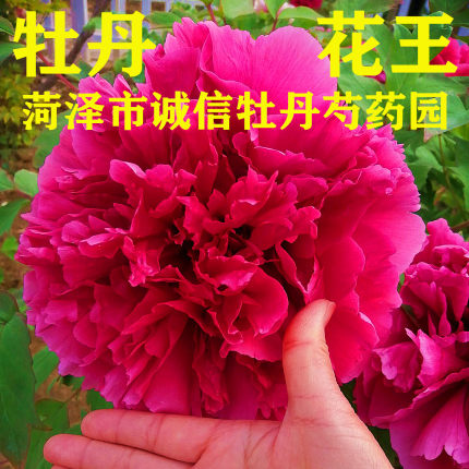 菏泽市诚信牡丹芍药园开花最大牡丹大王【花王】秋天发货