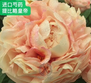绿化苗木花卉园林庭院别墅，进口芍药～提比略.秋天发货