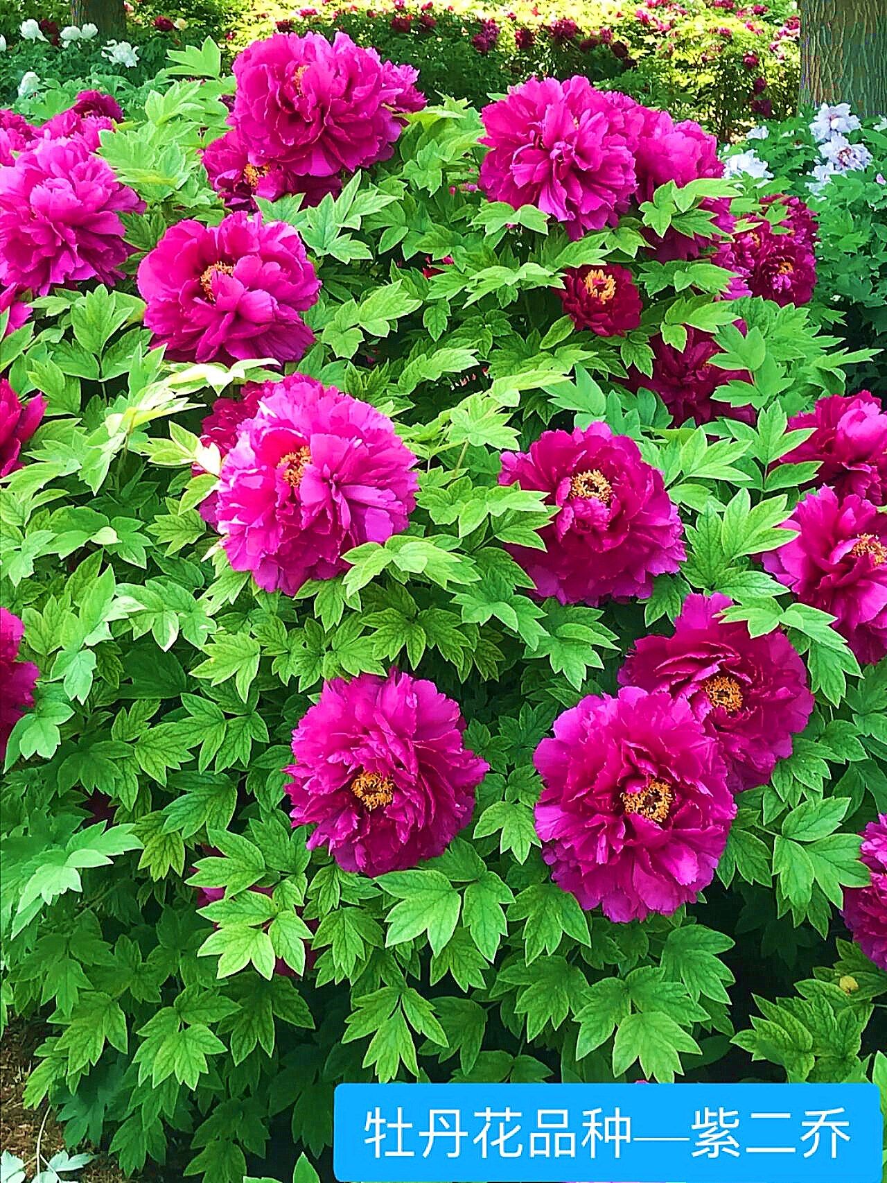 菏泽市诚信牡丹芍药园【紫二乔】又名洛阳红,秋天发货