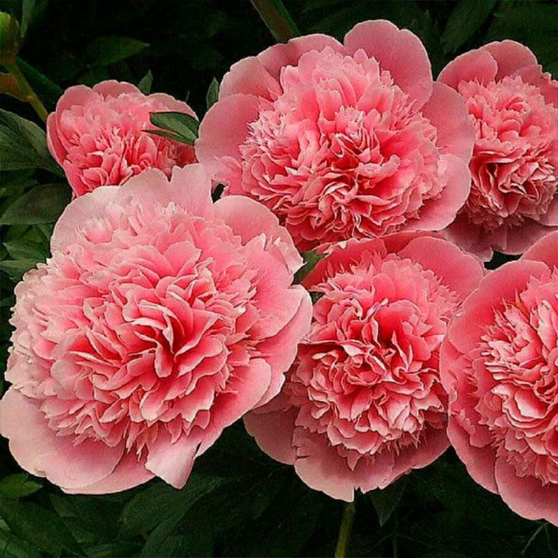 进口芍药花品种---三文鱼,.秋天发货