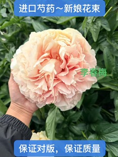 进口芍药-新娘花束,秋季裸根发货