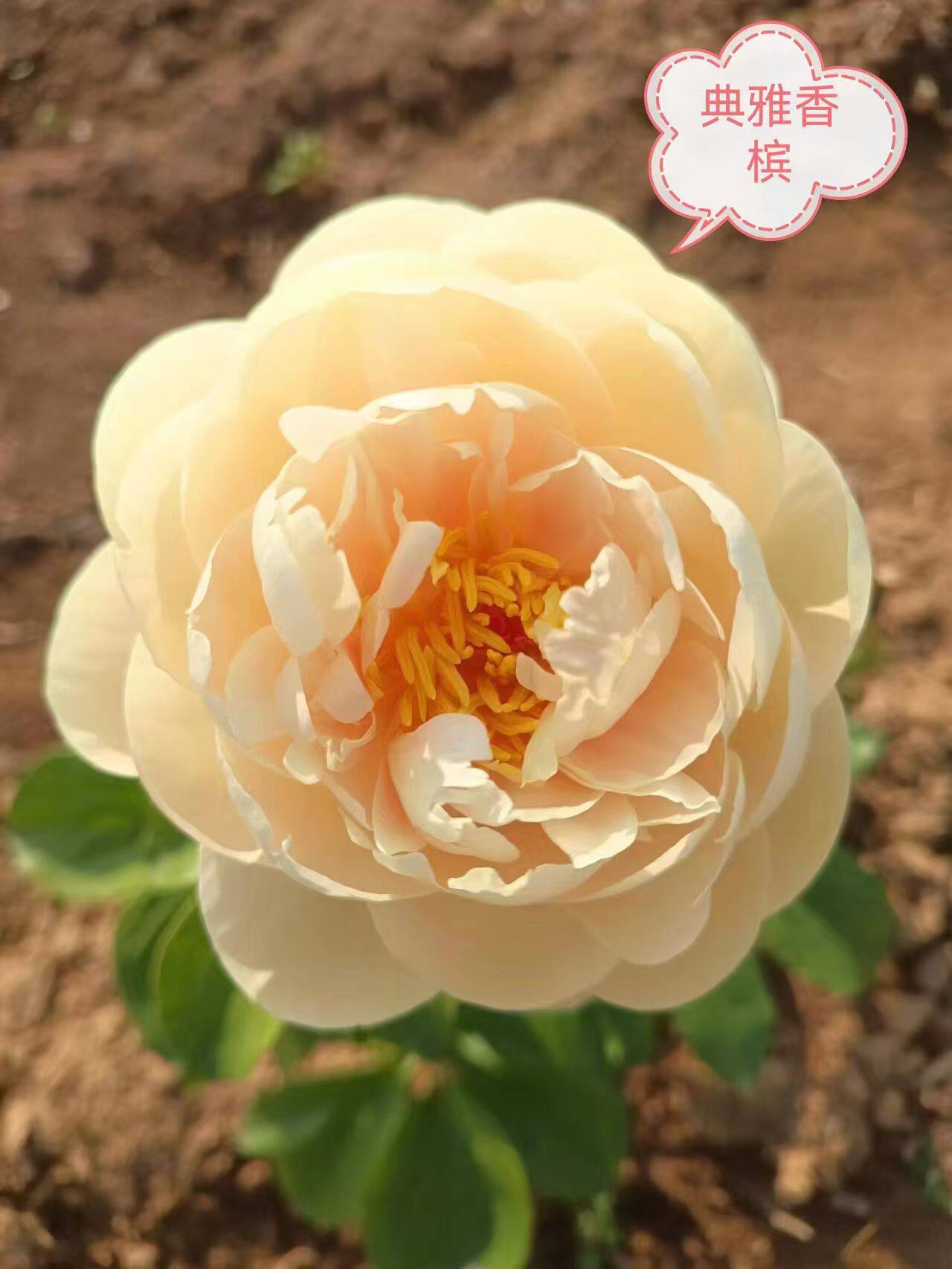 进口芍药～典雅香槟，秋季裸根发货