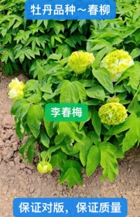 菏泽市诚信牡丹芍药园牡丹花苗【春柳】秋天发货。