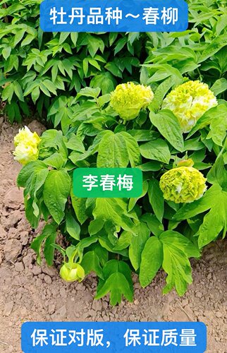 菏泽市诚信牡丹芍药园牡丹花苗【春柳】秋天发货。