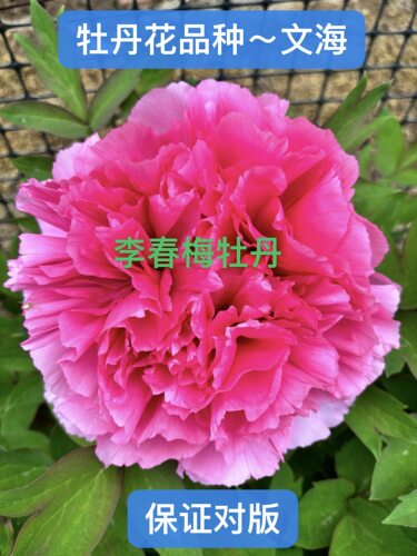 菏泽正宗牡丹花品种～文海，秋季裸根发货，保证对版