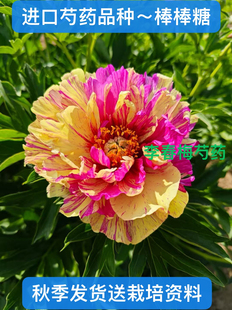 菏泽市牡丹芍药杂交伊藤品种【棒棒糖】芍药性质，秋天发货