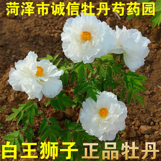 菏泽市诚信牡丹芍药园牡丹花苗【白王狮子】秋天发货