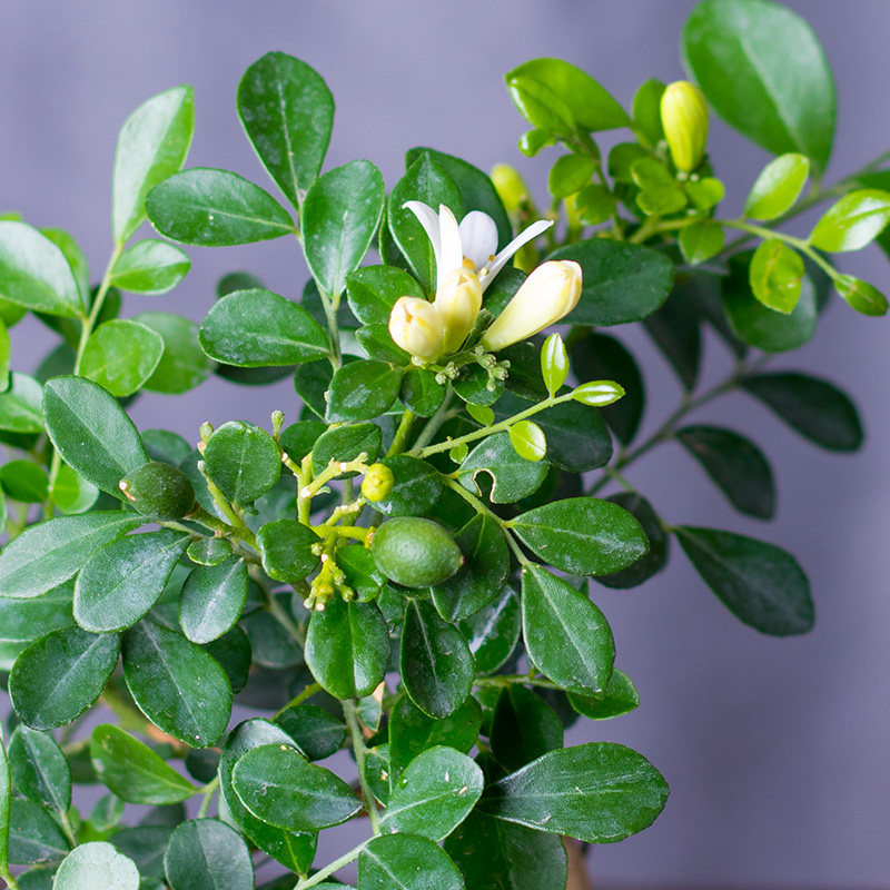 苔藓球九里香盆栽室内净化空气清香花卉创意懒人桌摆开花结果盆栽