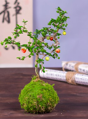 福建茶盆景好养易活开花结果