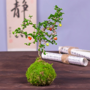 福建茶盆景好养易活开花结果
