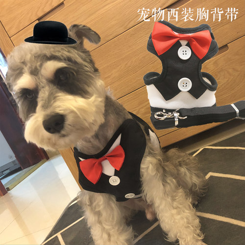 晚礼服西装牵引绳小型犬雪纳瑞