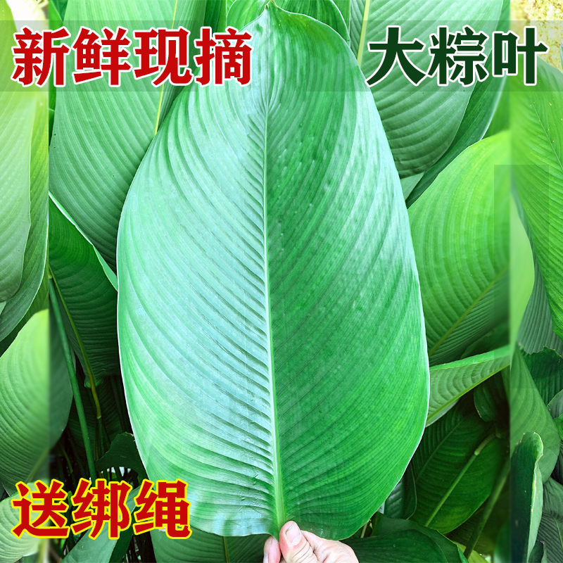 大粽叶新鲜现摘大张好用