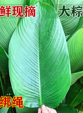 广西大粽叶野生新鲜大号现摘肇庆裹蒸粽肉粽叶大小粽子叶冬叶柊叶