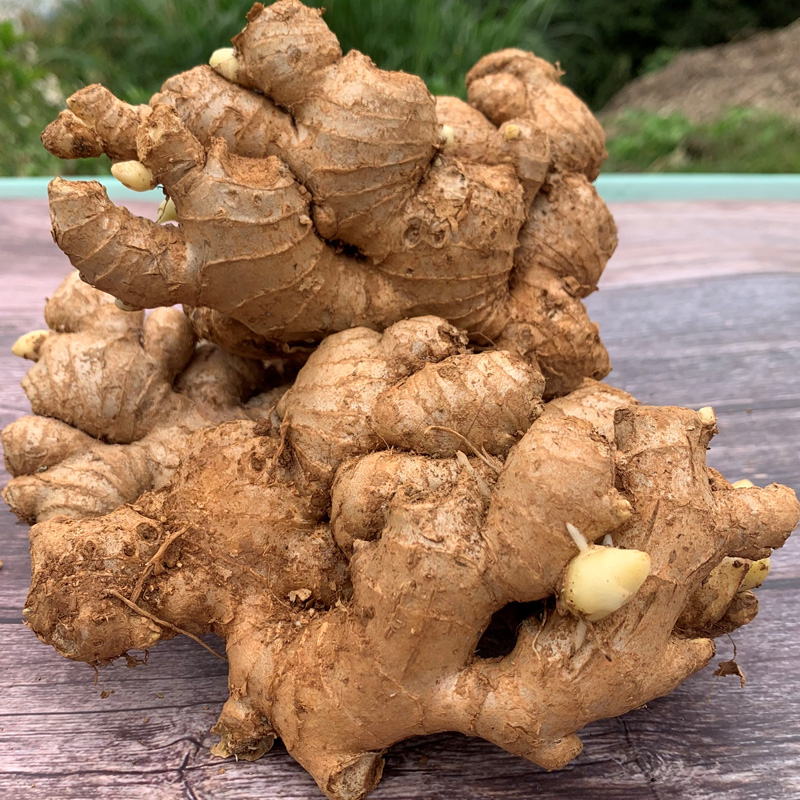 广西小黄姜新鲜现挖无硫辛辣十足