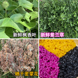 广西五色糯米饭植物染料枫香叶红蓝草三月三清明节黄饭花黑橙紫黄