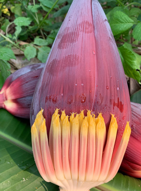 广西芭蕉花新鲜香蕉花蕾大蕉花炖猪心酒店特色农家食材蔬菜现摘发