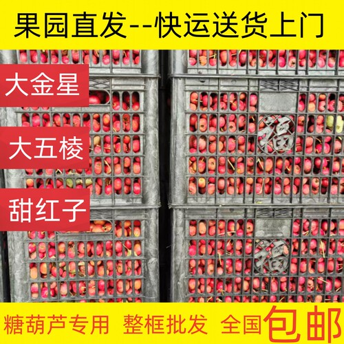 新鲜山楂果 新鲜大金星山渣 整框大五棱批发水果山楂冰糖葫芦包邮