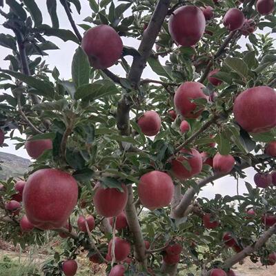 甘肃天水花牛苹果新鲜当季水果红皮薄皮纯天然盒装大果坏了包赔