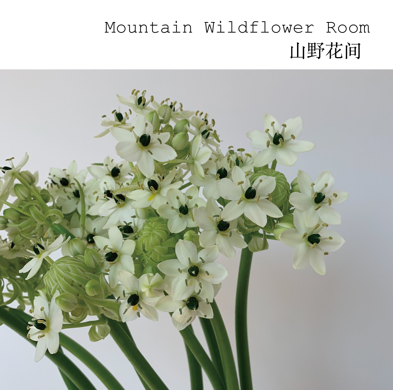 山野花间|天鹅绒鲜切花伯利恒之星水养气质高端花材云南基地空运