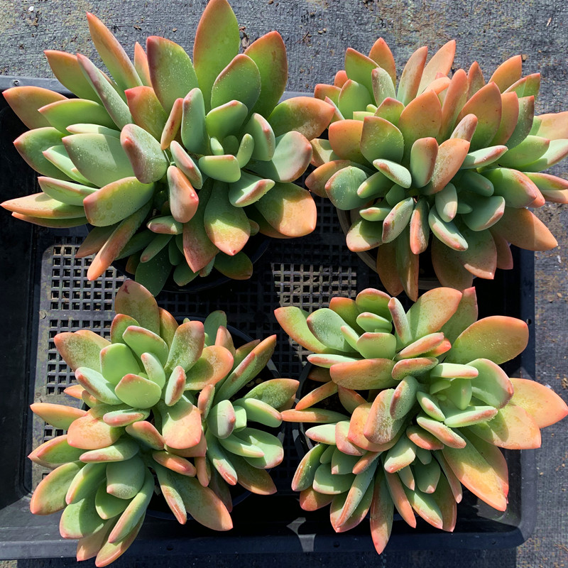 芒果美人多头老桩肉肉花植物防辐射净化空气绿植盆栽好养活包邮