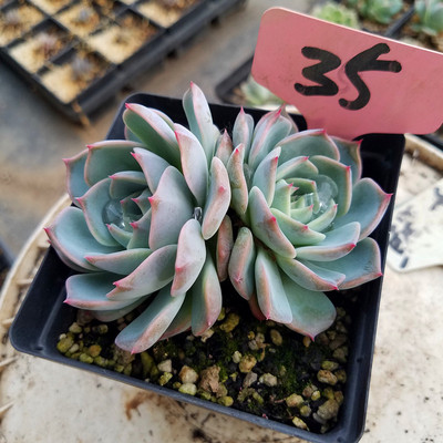 肉妞花房好养阳台多肉植物