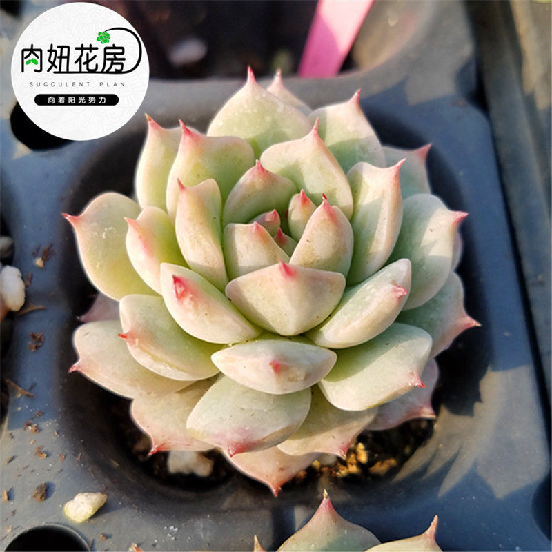 tp蒂比  多肉植物 进口花卉 盆栽绿植 多肉大棚直销 肉妞花房