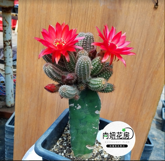 红花白檀进口杂交仙人掌红黄金妞钮黄金条猴尾柱多浆植物一物一图