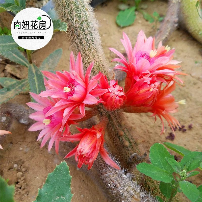 金妞嫁接进口杂交仙人掌球红黄金妞黄金条猴尾柱多浆植物肉妞花房