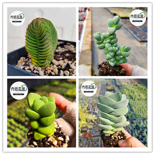 茜之塔寿无限青锁龙属松之银阿修罗花椿龙宫城 焰芒吕千惠筑波根