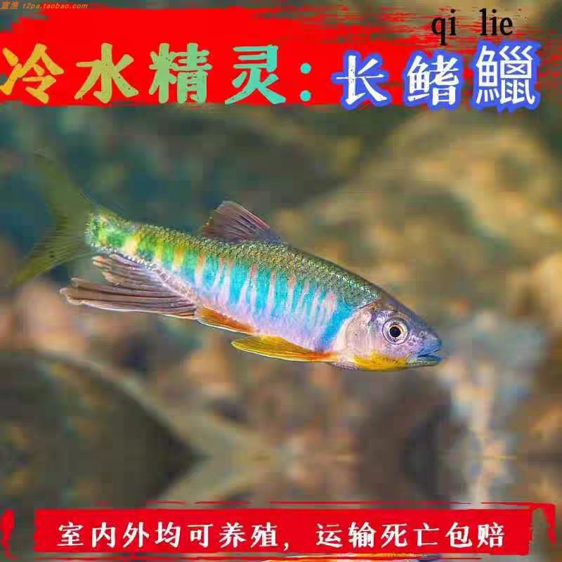长鳍鱲溪流冷水桃花观赏谈水溪哥
