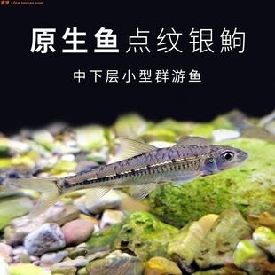 点纹银鮈原生好养耐活冷水观赏鱼溪流缸小型群游底层可混养清洁鱼