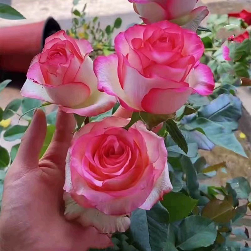 【3棵包邮】艾莎月季花苗小苗大月季/蔷薇/玫瑰
