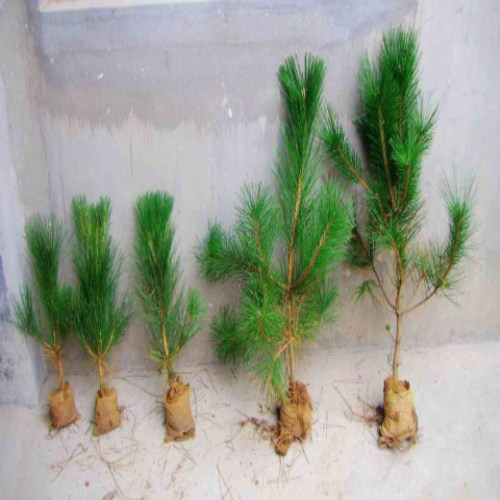 日本黑松苗素材黑松盆景三河黑松小苗五针松大阪松白皮松雪松树苗