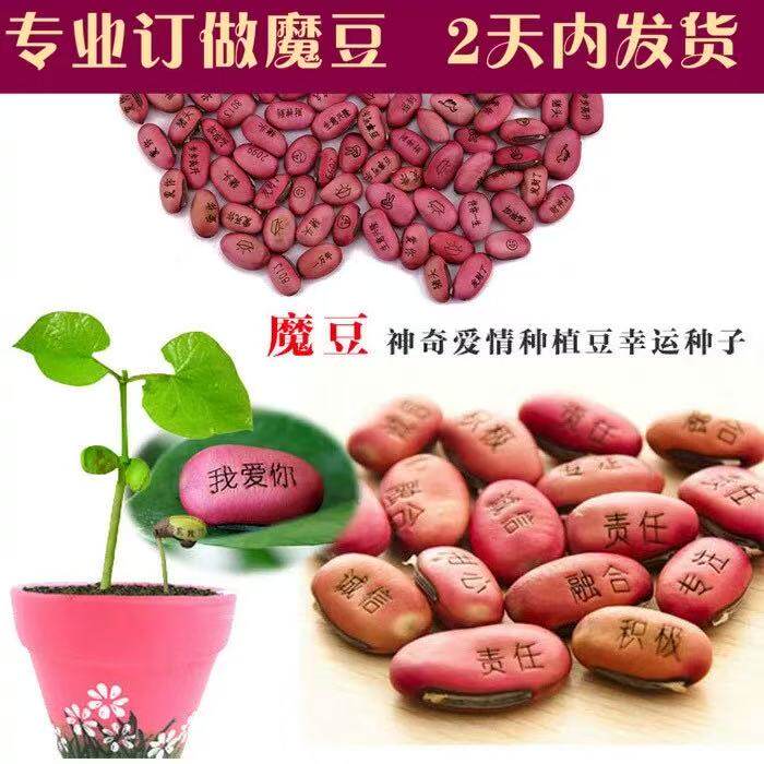 神奇魔豆植物刻字带祝福字的有字种子豆子许愿魔法豆种植刻名字