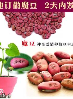 神奇魔豆植物刻字带祝福字的有字种子豆子许愿魔法豆种植刻名字