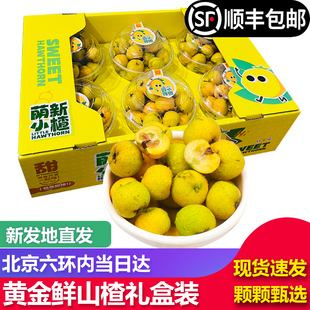 【顺丰包邮】黄山楂鲜果小黄丸糖葫芦当季水果甜黄山楂新鲜礼盒装