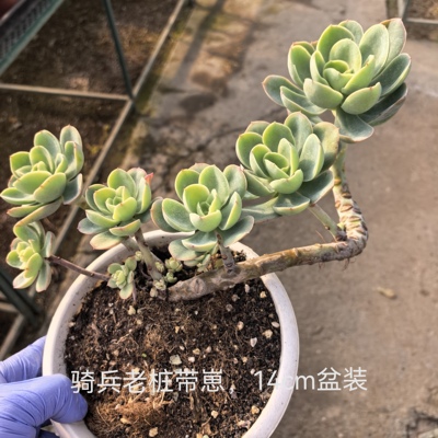 碧桃骑兵大叶露养型盆栽