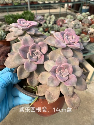超级好养紫乐老桩耐寒入门多肉