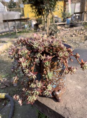 瓦松夏型群生盆栽多肉植物