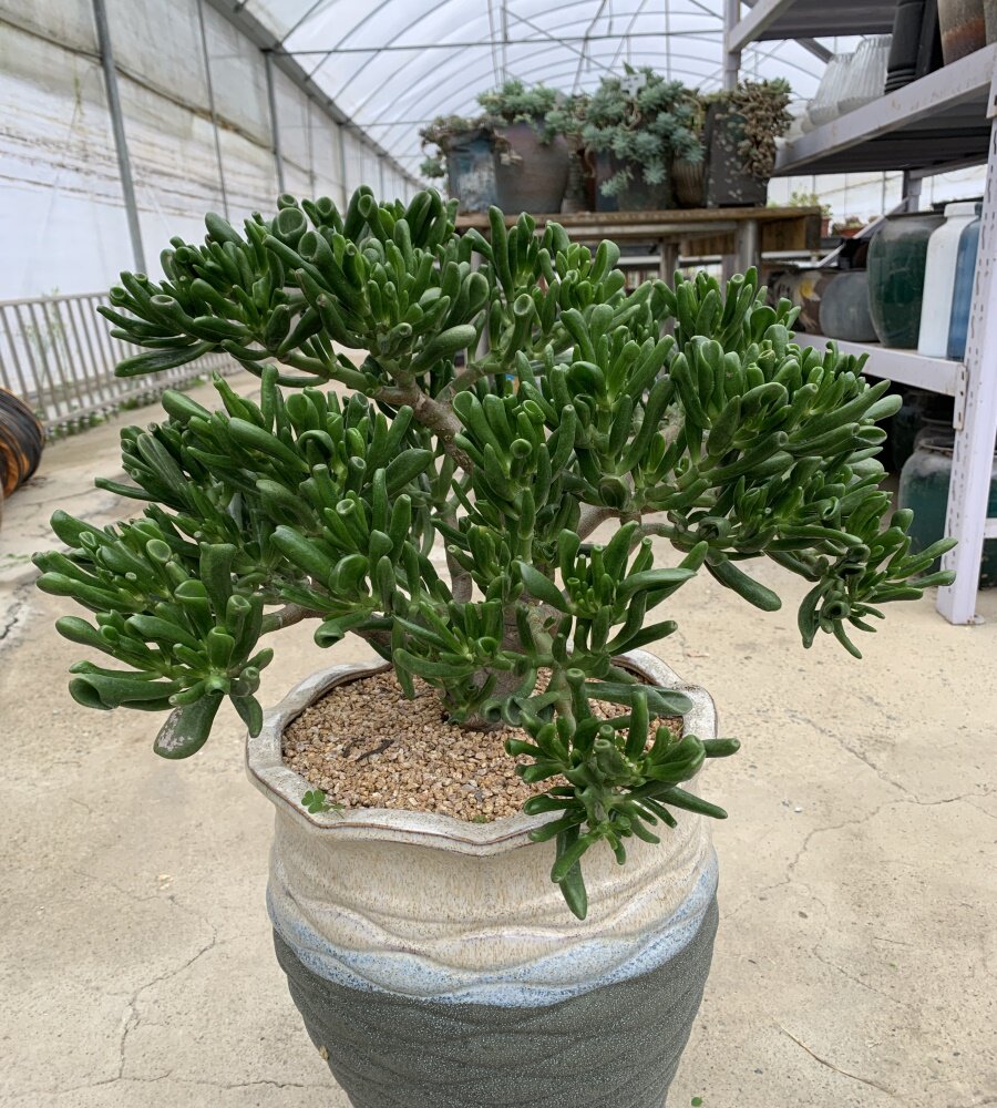 四年吸财树老桩姬红花月锦老桩玉树多肉植物