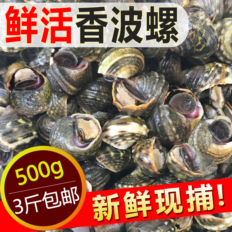 香波新鲜野生大连特产小海螺