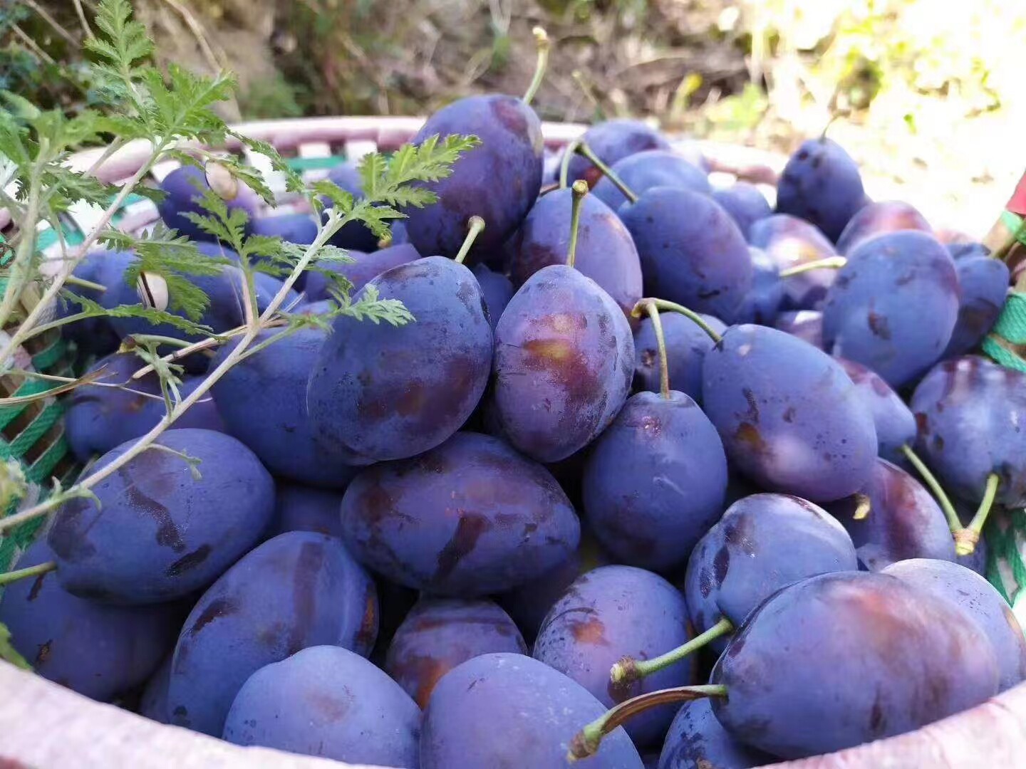 四川汉源西梅新鲜孕妇儿童水果5斤包邮直播间优惠上午下单下午发