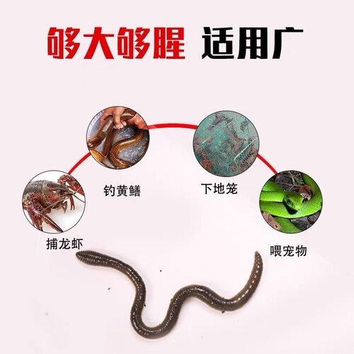 蚯蚓活体黄鳝饵料大号青蚯蚓