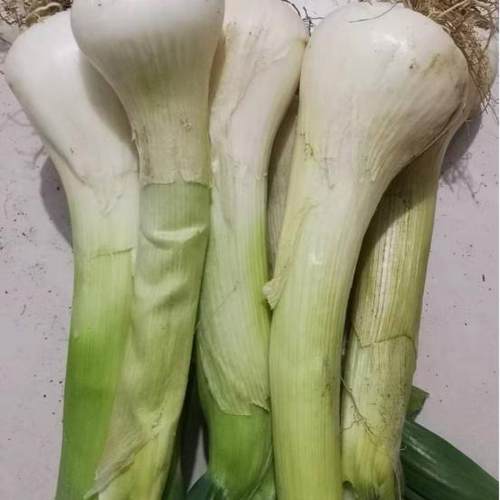 大葱鸡腿大葱2024河北特产新鲜蔬菜纯天然开胃炒香老笨葱农家自产