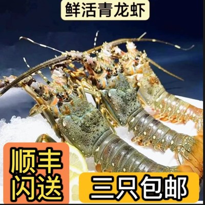 新鲜龙虾小青龙海鲜活发