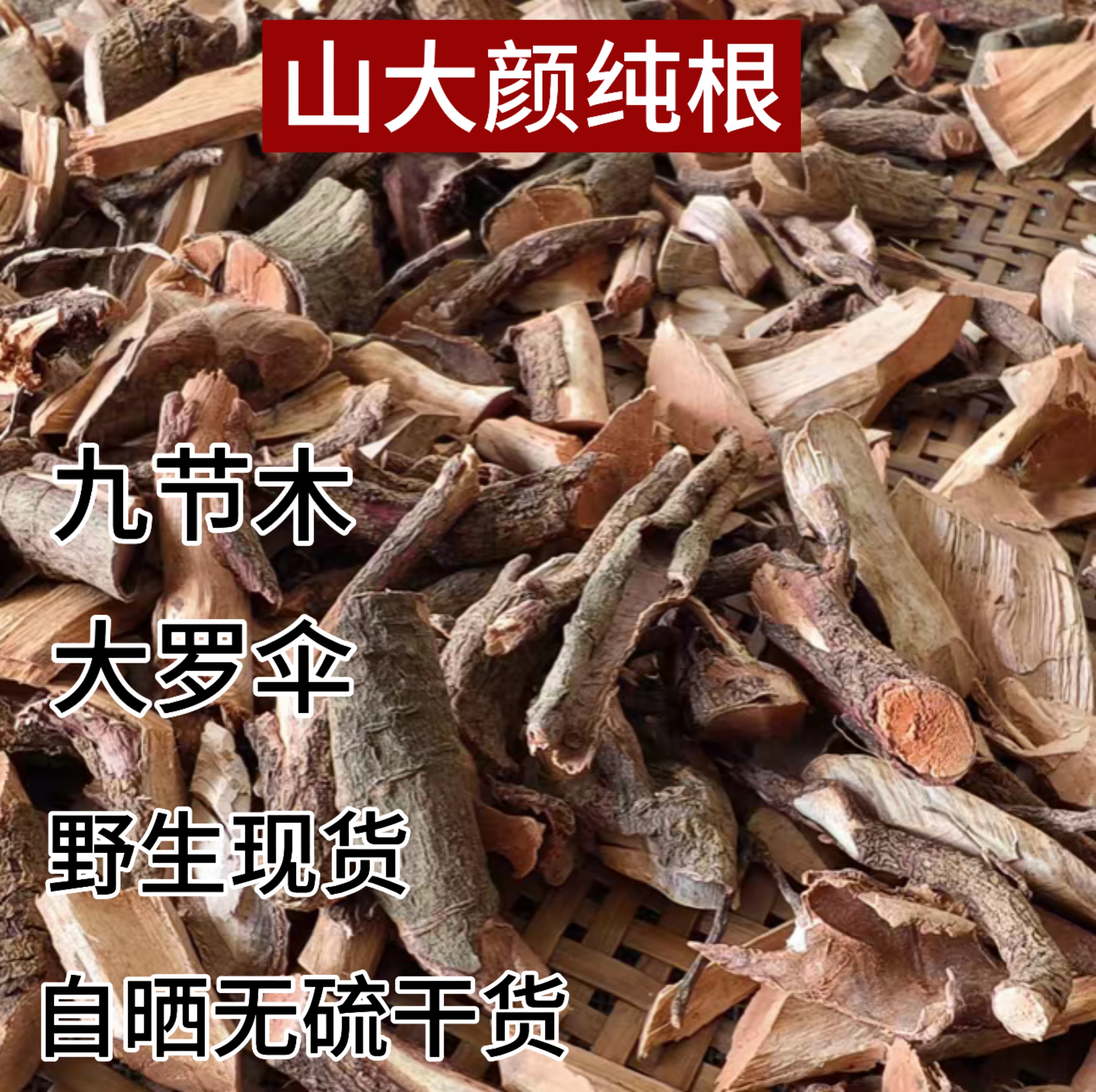 野生山大颜 九节木 大罗伞 大刀火筒树药材干货纯根500克包邮