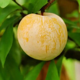 湖南果苗 两年挂果早熟李子果苗 核小味甜 黄金奈李苗